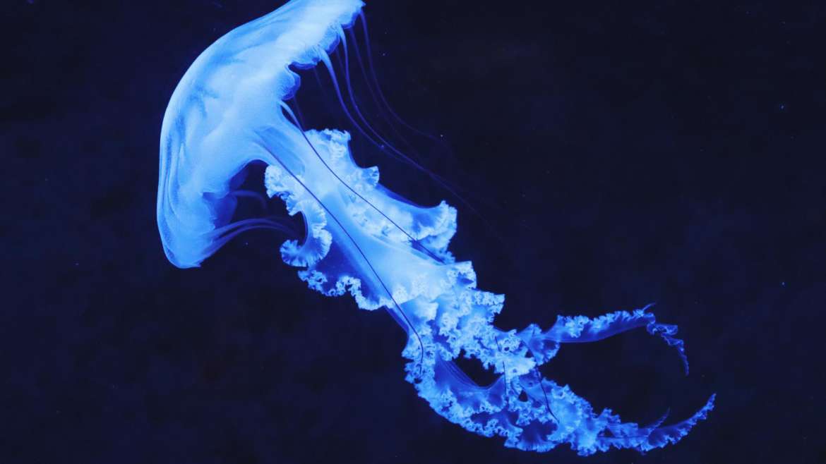 Come allontanare le meduse?